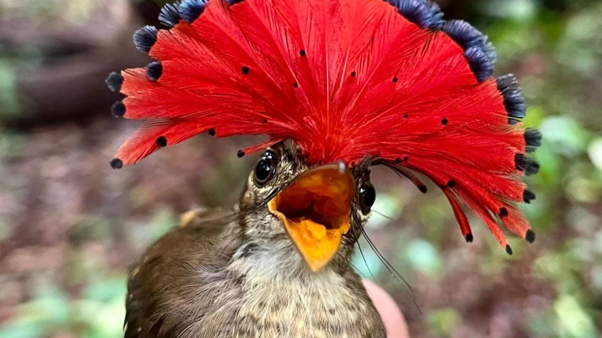 Pesquisa identificou espécies desconhecidas pelos próprios indígenas Panará (Foto: Reprodução / Conservação Internacional