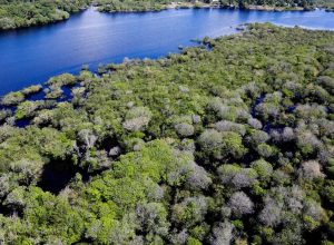 Restauração florestal no Brasil recebe R$ 834 milhões do BNDES via Fundo Clima
