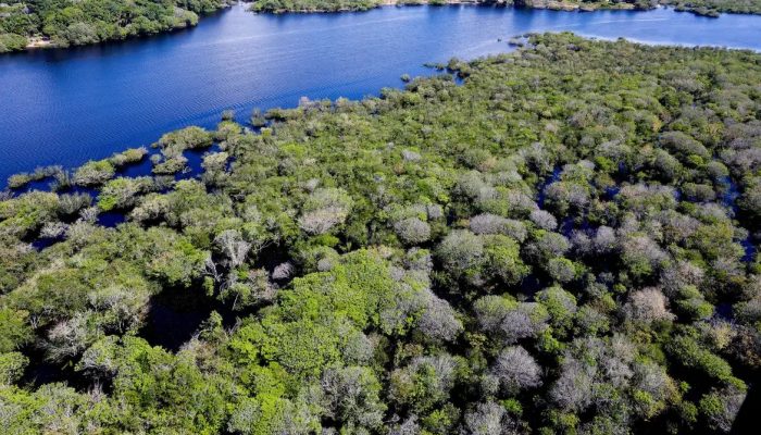 Restauração florestal no Brasil recebe R$ 834 milhões do BNDES via Fundo Clima