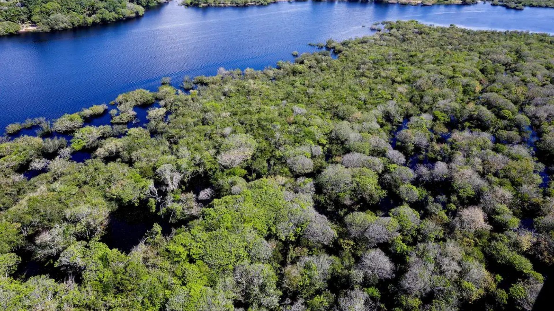 Restauração florestal no Brasil recebe R$ 834 milhões do BNDES via Fundo Clima