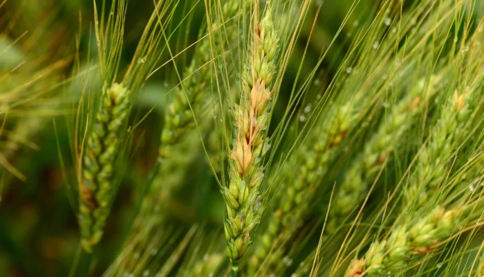 Trigo mantém trajetória de alta nos preços brasileiros devido a fatores climáticos