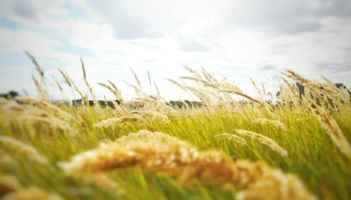 Trigo no Rio Grande do Sul enfrenta queda de 36,4% na produção esperada