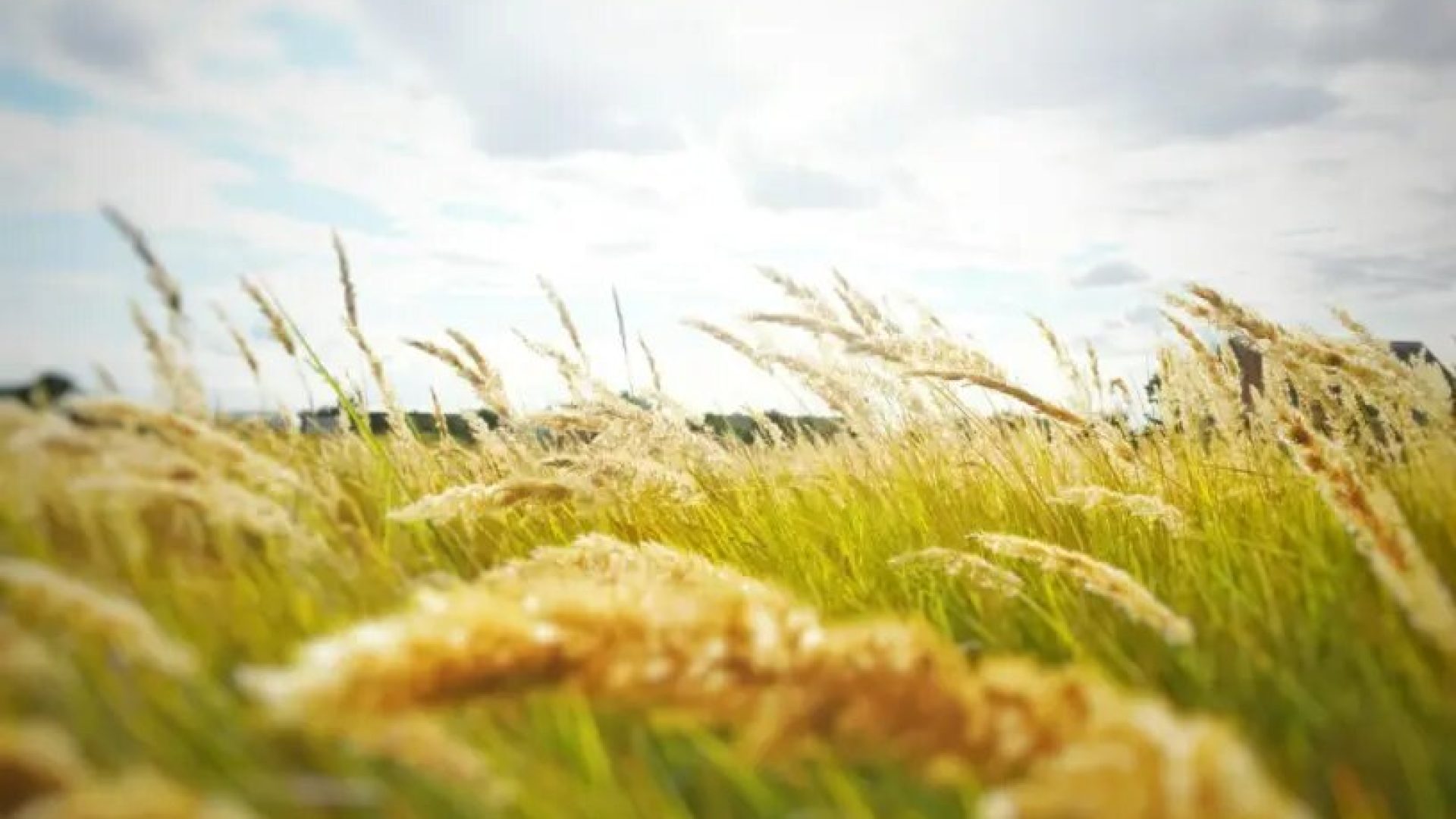 Trigo no Rio Grande do Sul enfrenta queda de 36,4% na produção esperada
