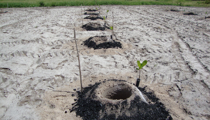 Cajucultura no Semiárido adota hidrogel e biochar para otimizar uso de água