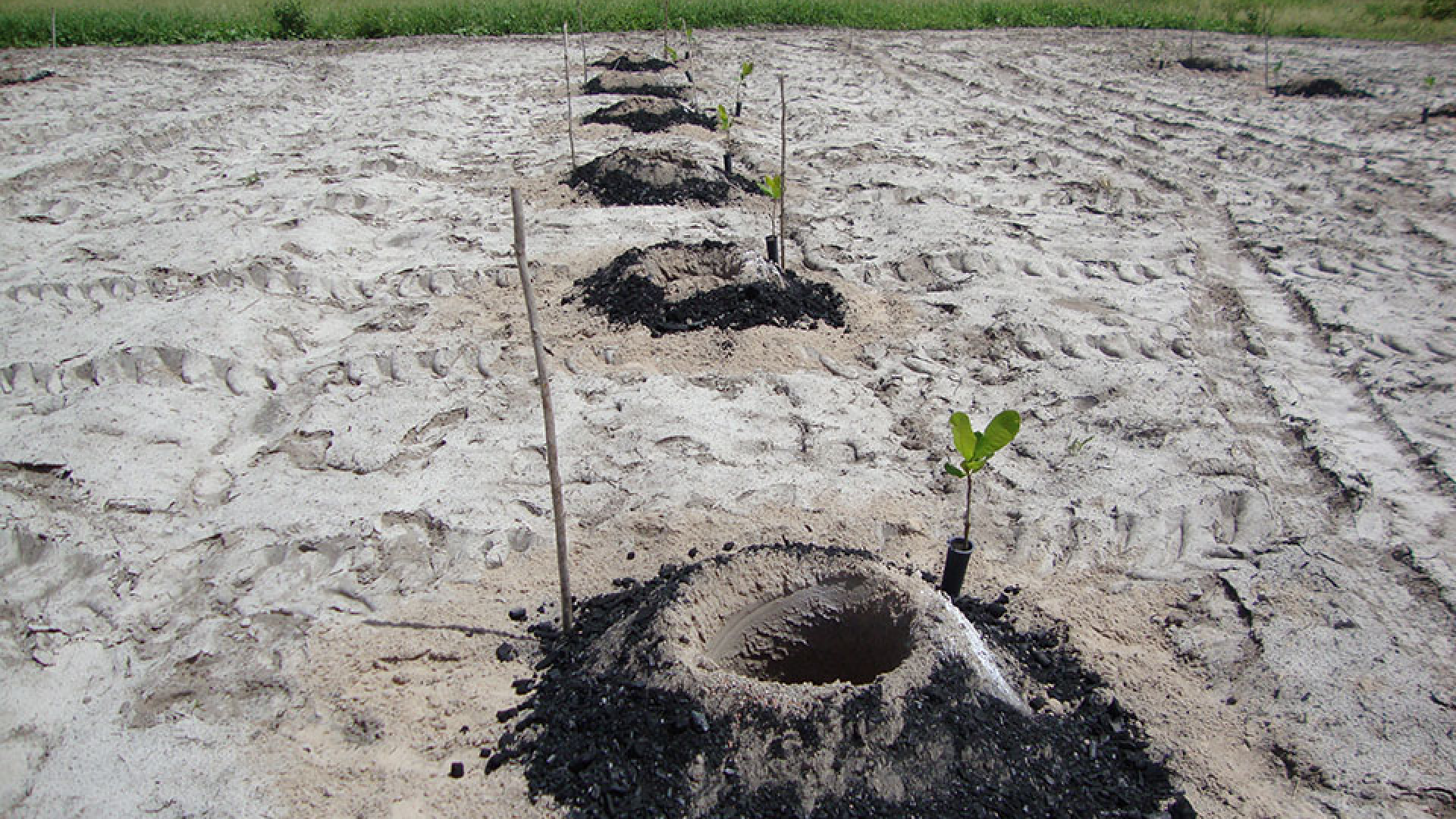 Cajucultura no Semiárido adota hidrogel e biochar para otimizar uso de água