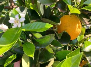 Setor da laranja avança em negociações enquanto clima limita a colheita