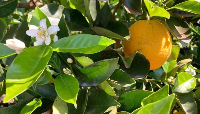 Setor da laranja avança em negociações enquanto clima limita a colheita