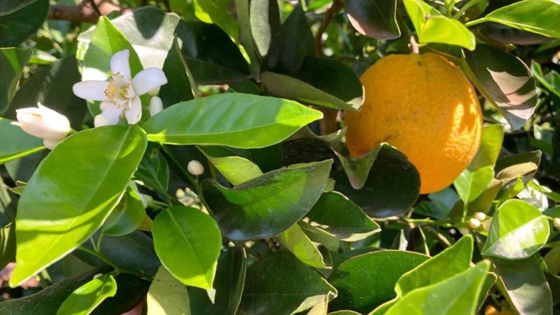 Setor da laranja avança em negociações enquanto clima limita a colheita