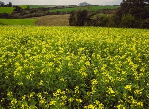 Canola: Rio Grande do Sul conclui etapa crucial da semeadura