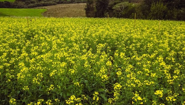 Canola: Rio Grande do Sul conclui etapa crucial da semeadura