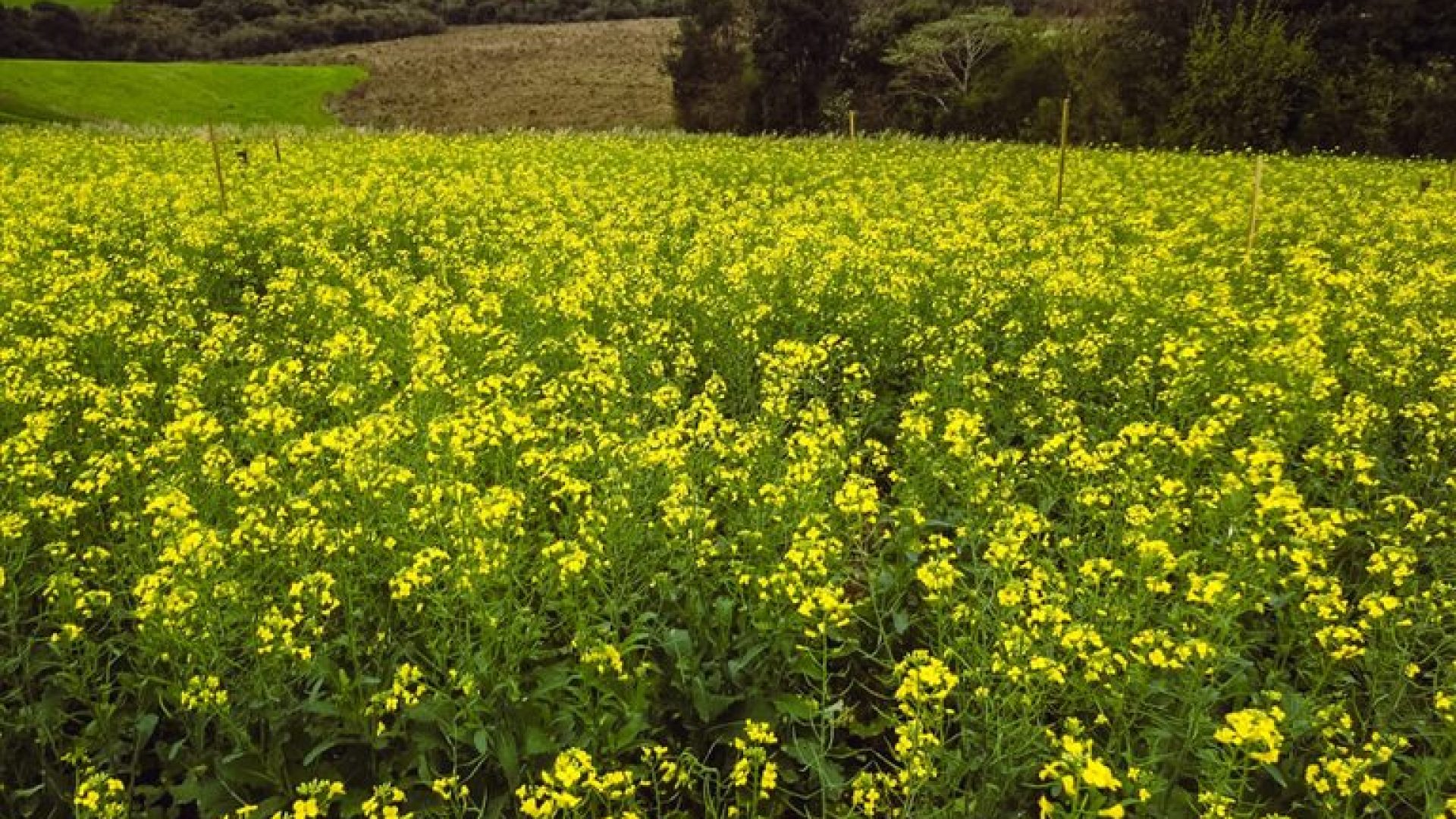 Canola: Rio Grande do Sul conclui etapa crucial da semeadura