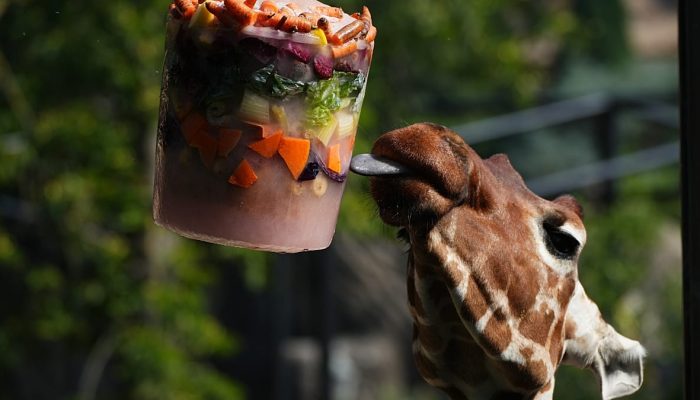 Sobremesas geladas e piscinas frias ajudam animais do zoo de Roma a suportar onda de calor