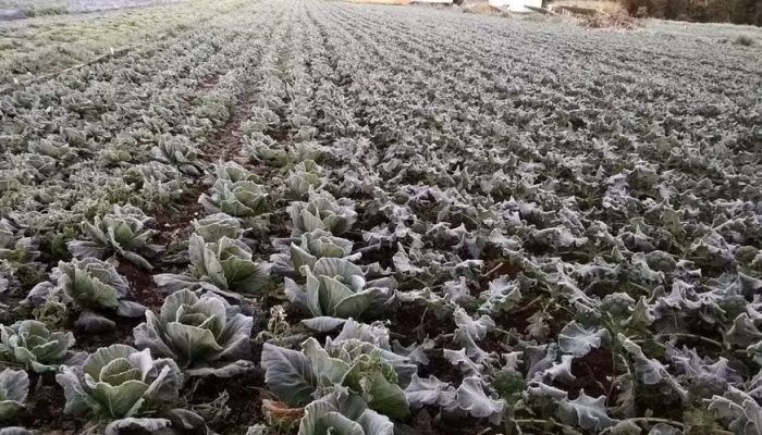 Inverno exige nova estratégia para produtividade no campo brasileiro