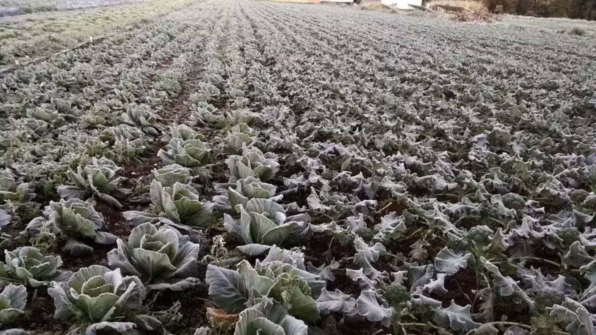 Inverno exige nova estratégia para produtividade no campo brasileiro
