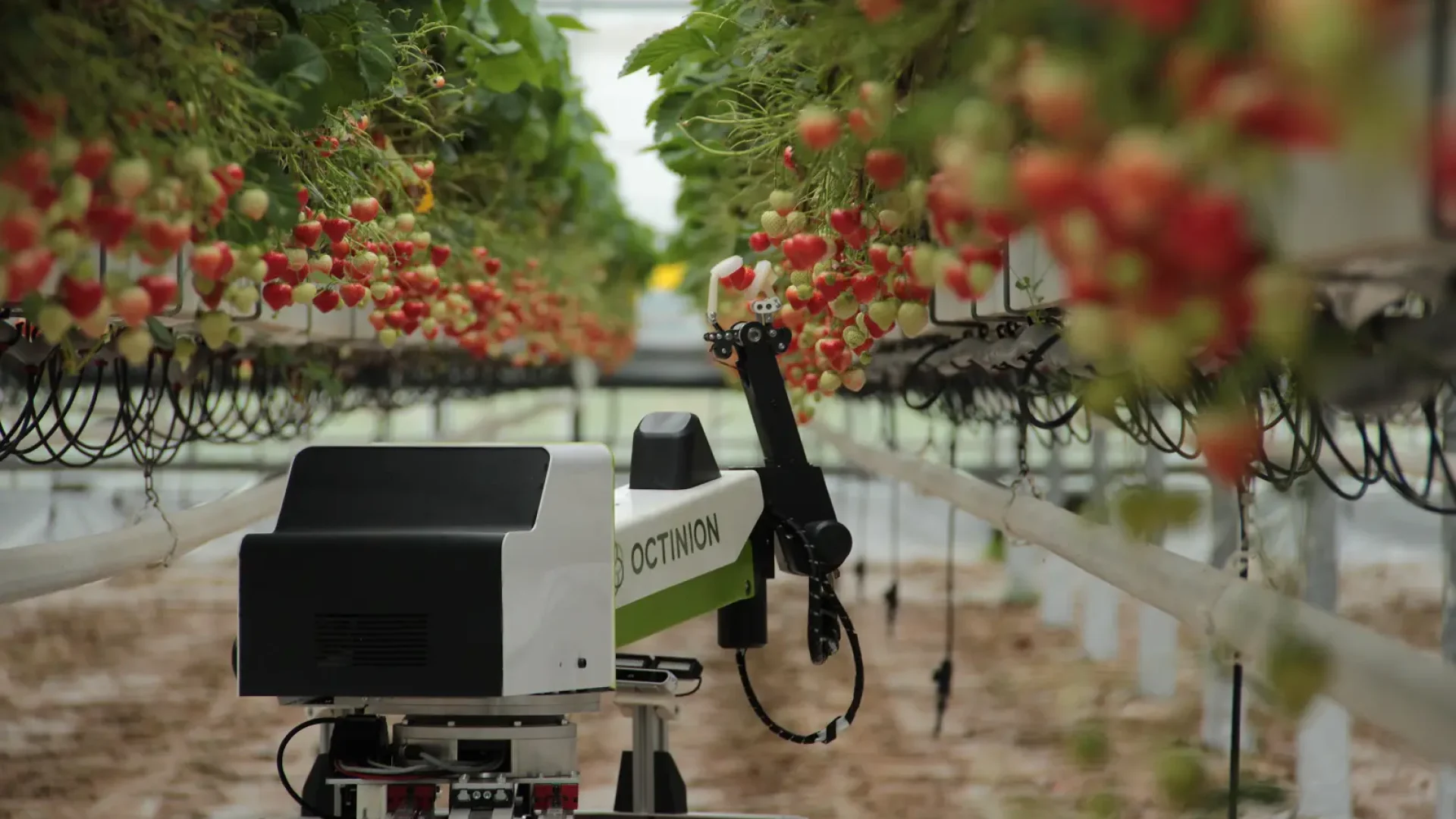 Automação no campo: robôs e drones transformam a colheita em meio à escassez de mão de obra
