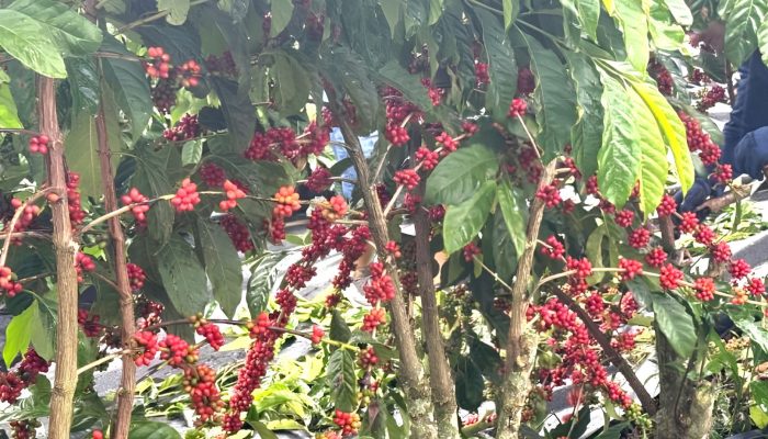 Cultivo de café canephora avança em São Paulo com foco na diversificação agrícola