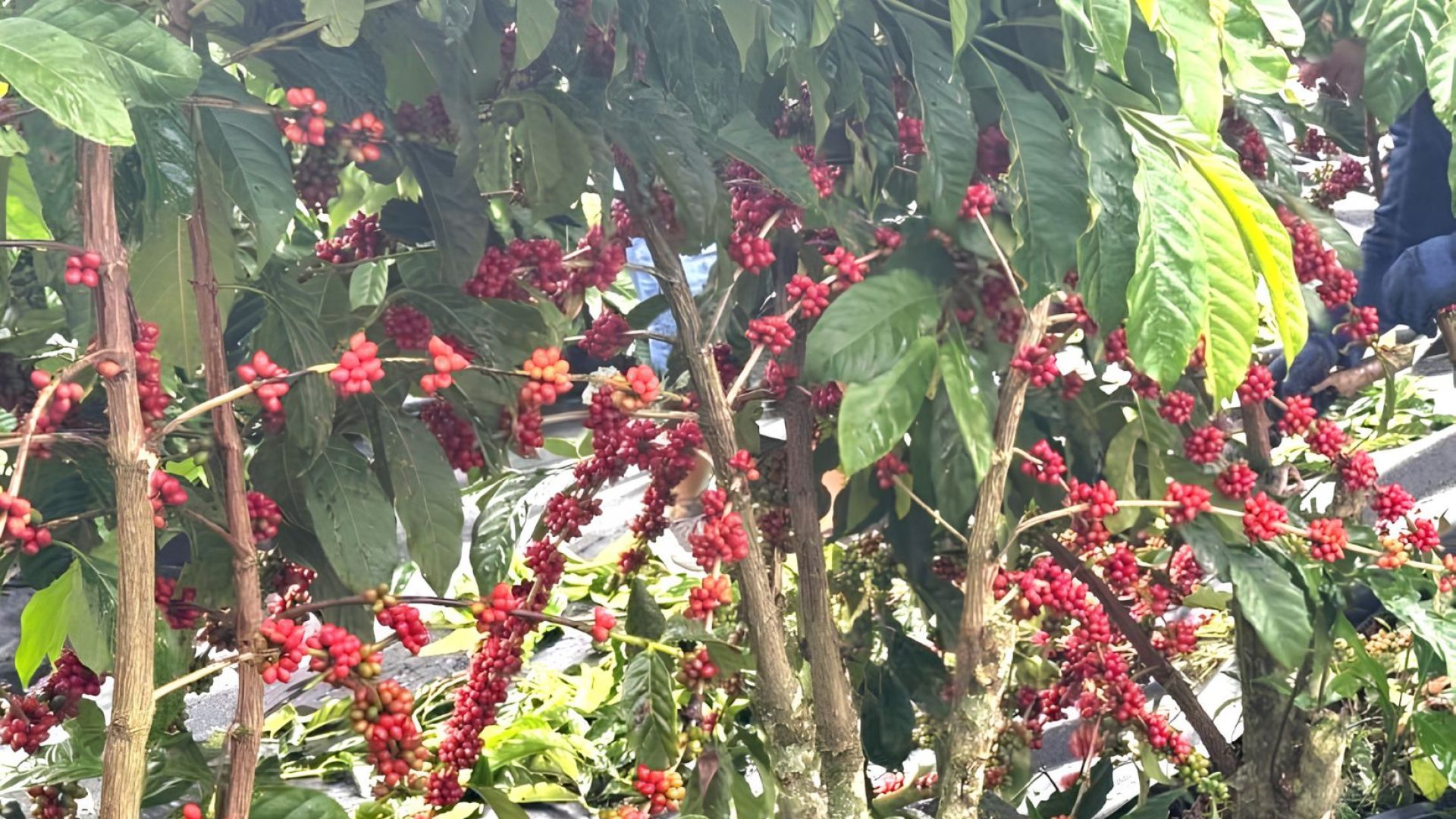 Cultivo de café canephora avança em São Paulo com foco na diversificação agrícola