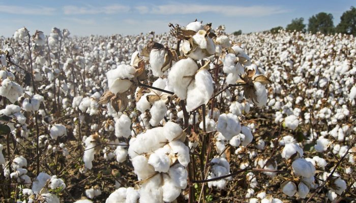 Algodão baiano desafia tendência nacional e projeta safra recorde com irrigação