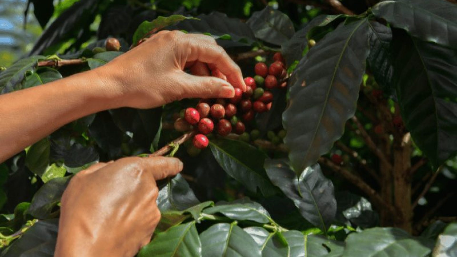Colheita de café da Cooxupé avança e atinge 30,9% em Minas Gerais e São Paulo