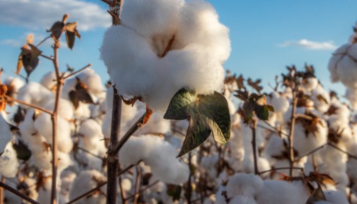 taria que define preços mínimos para os produtos de verão e regionais das safras