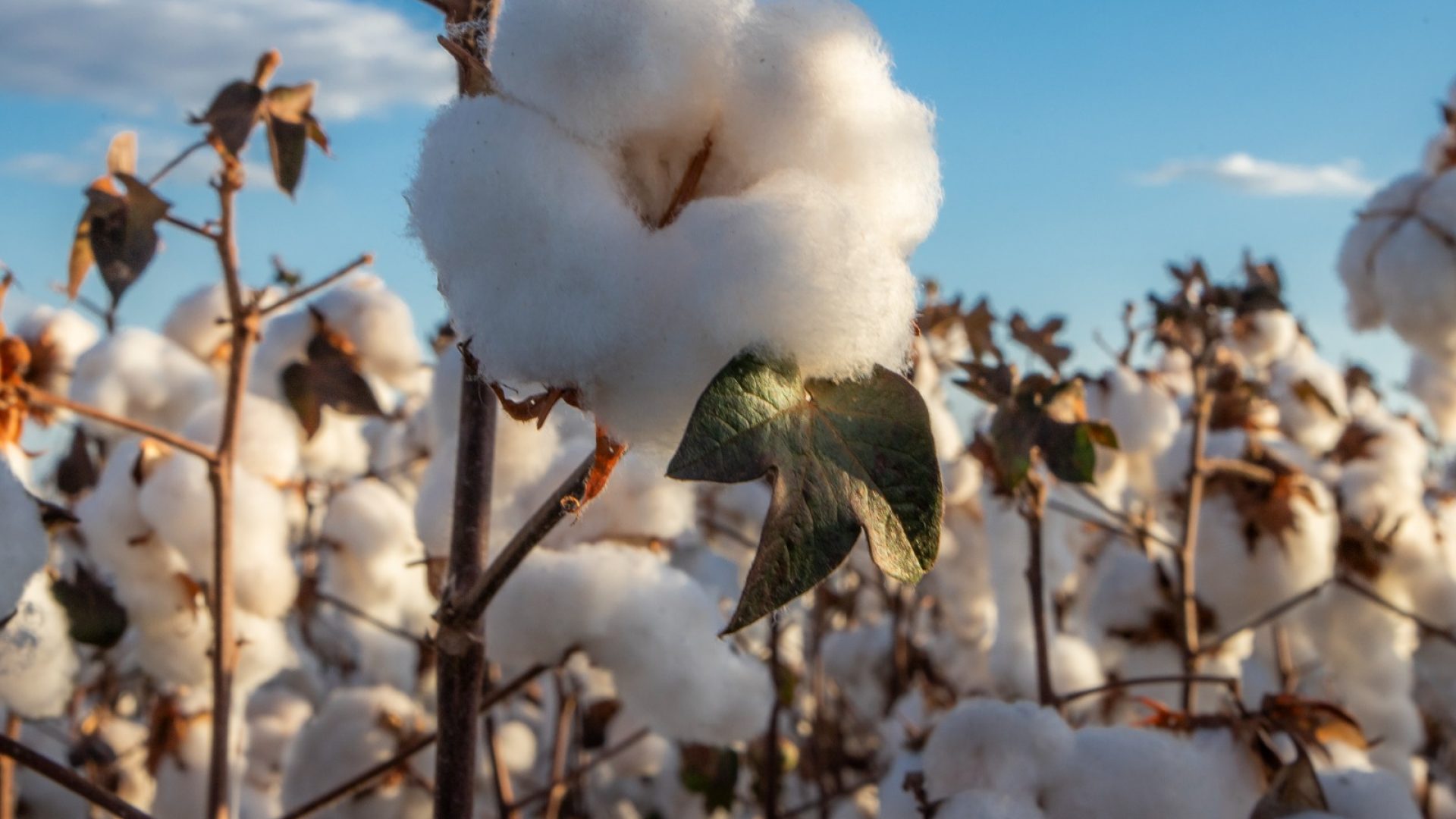 taria que define preços mínimos para os produtos de verão e regionais das safras