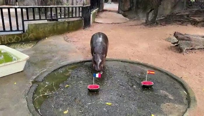Tail&acirc;ndia: hipop&oacute;tamo-an&atilde;o prev&ecirc; final Fran&ccedil;a-Argentina no Mundial