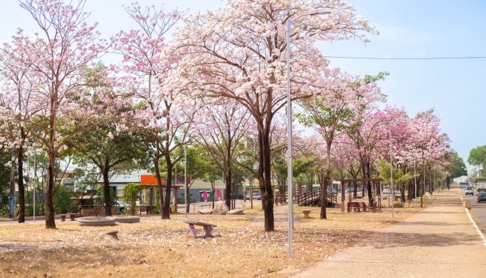 ada da florada, no entanto, é breve. Em poucos dias, as flores começam a cair, f