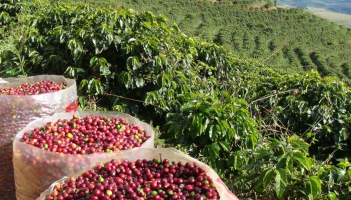 ta 38,5 mi de sacas de café na safra 2025/26, queda de 15,7% ante 2024/25 aparec