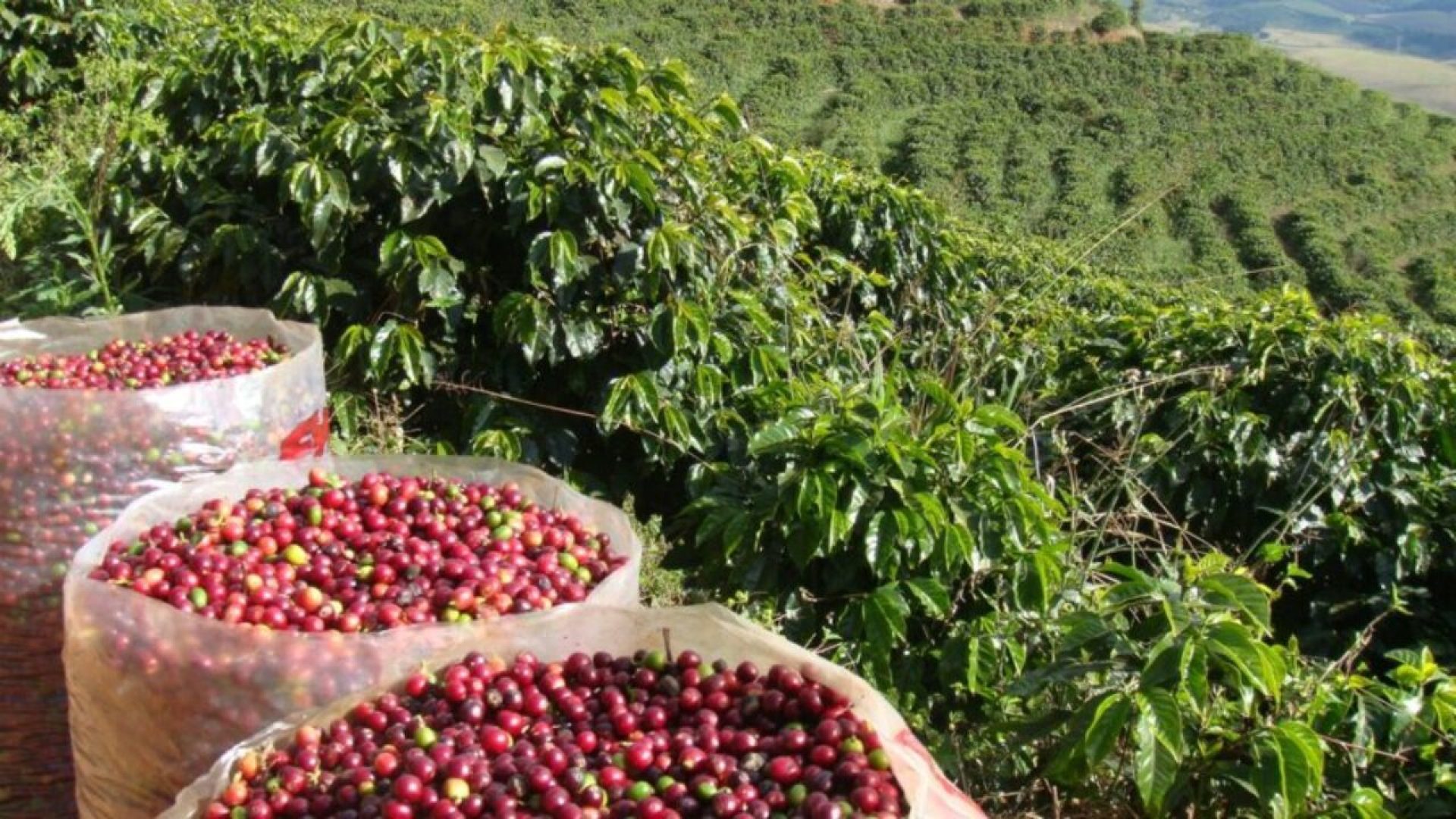ta 38,5 mi de sacas de café na safra 2025/26, queda de 15,7% ante 2024/25 aparec