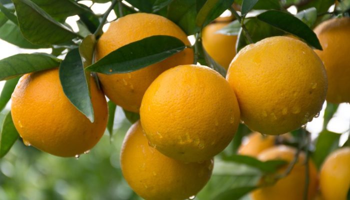 Mercado de citros: oferta de laranja derruba preços, enquanto entressafra valoriza lima tahiti