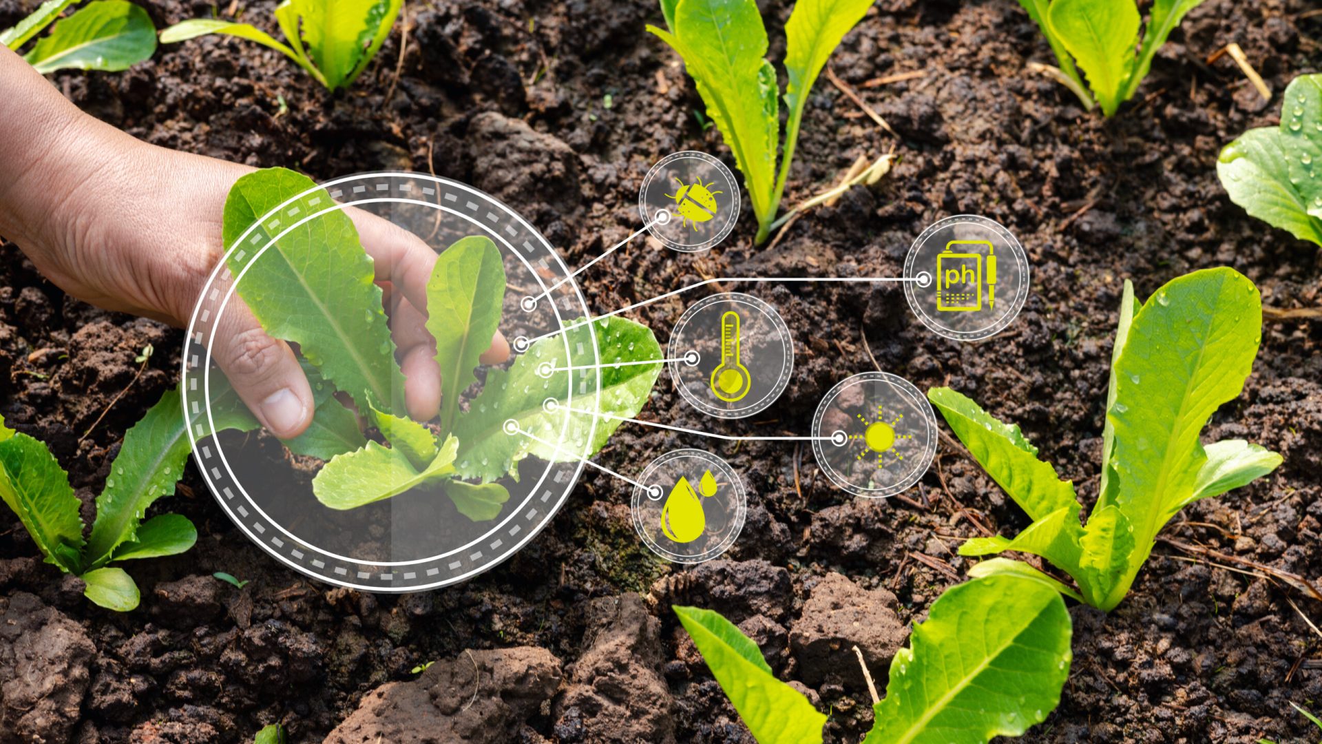 Bioinsumos enfrentam desafios regulatórios para consolidar expansão no agronegócio