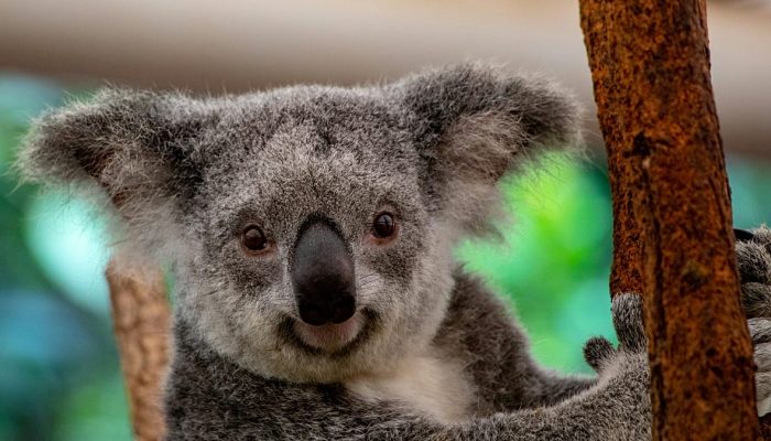 Viajantes redefinem 'Big Five' da natureza em busca de encontros selvagens