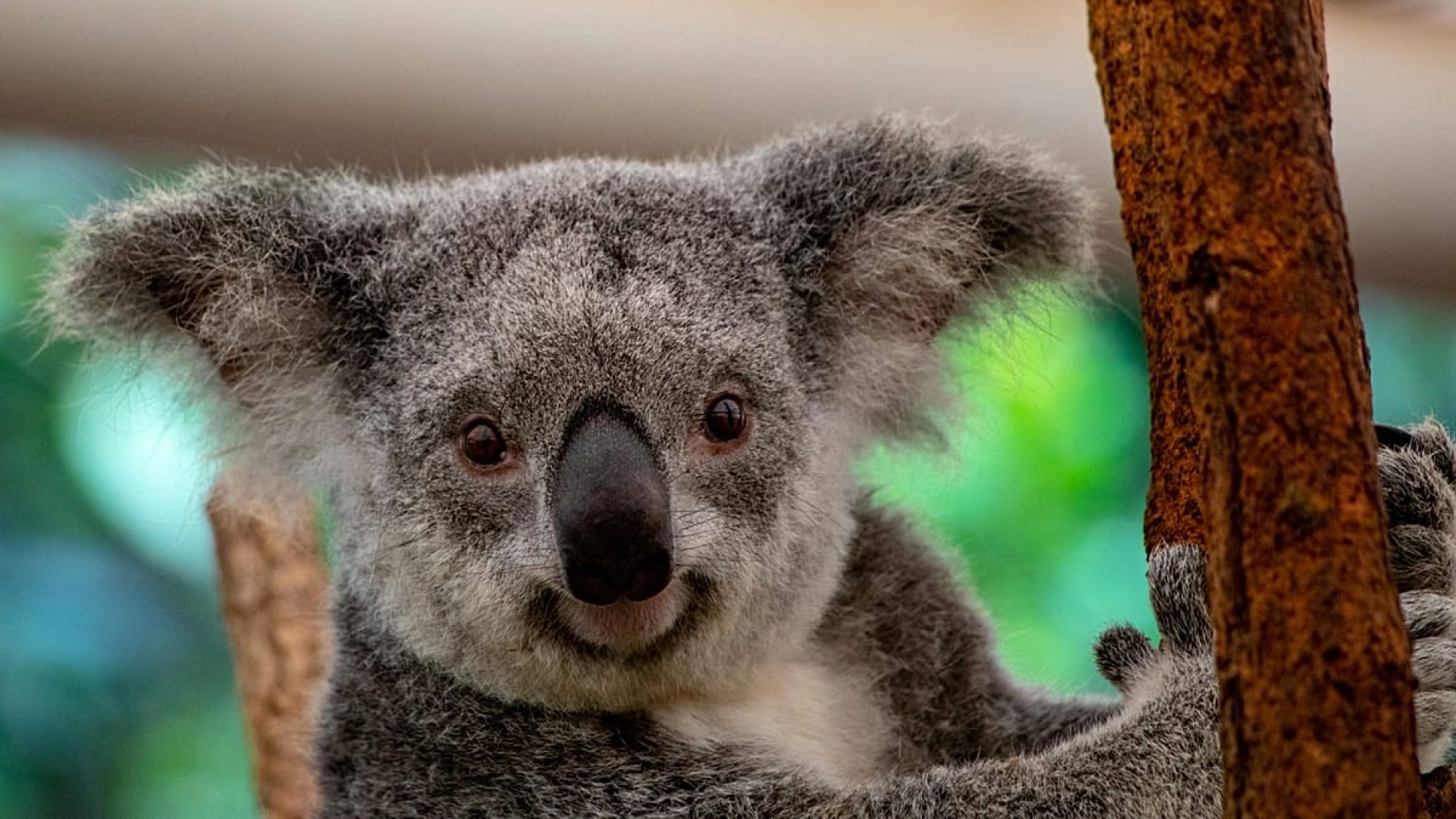 Viajantes redefinem 'Big Five' da natureza em busca de encontros selvagens
