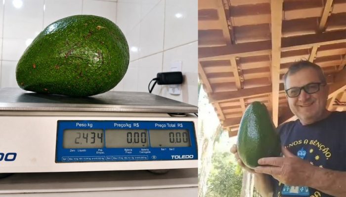 Abacate gigante de 2,4 kg colhido no Espírito Santo se aproxima de recorde mundial