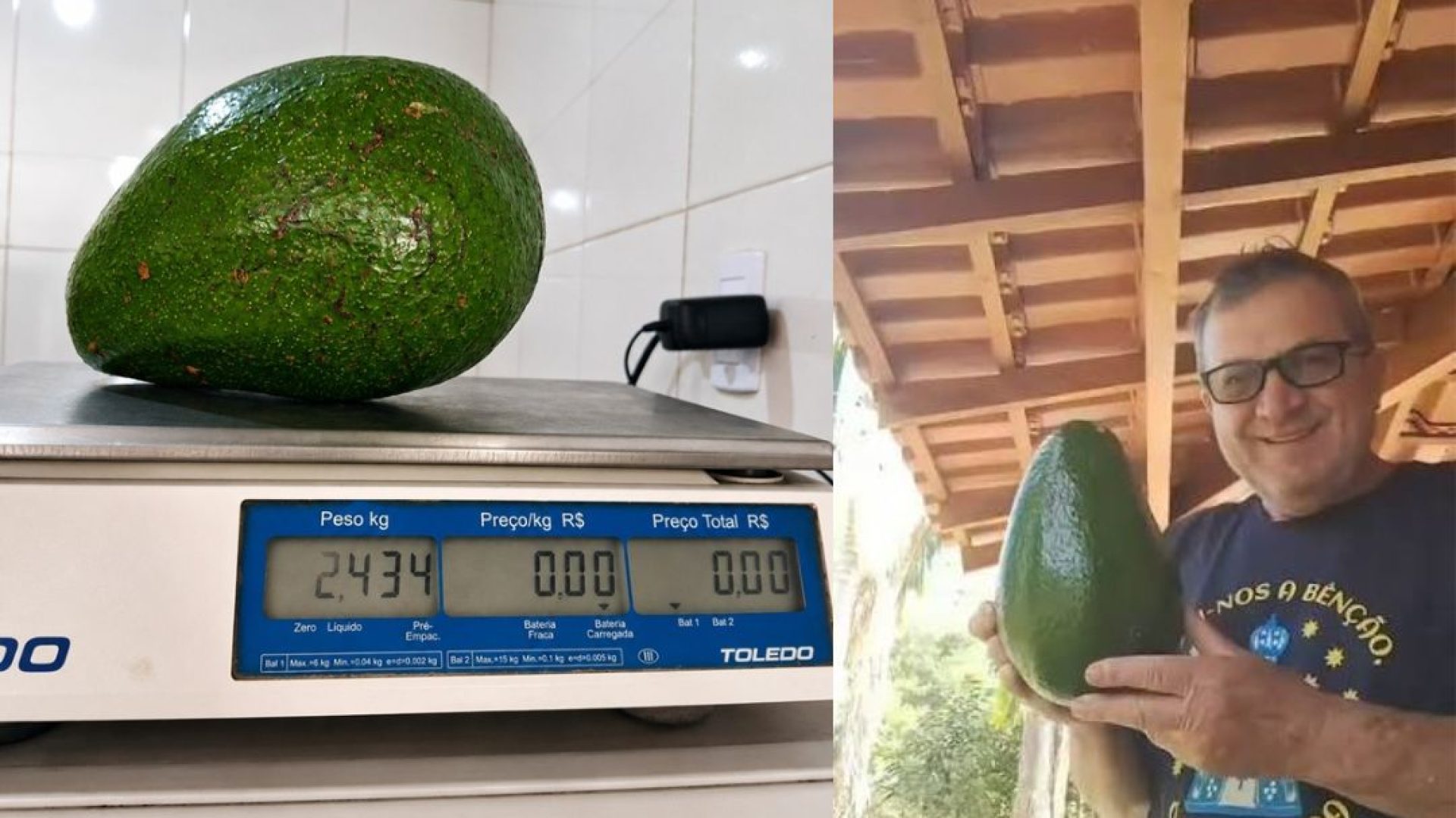 Abacate gigante de 2,4 kg colhido no Espírito Santo se aproxima de recorde mundial