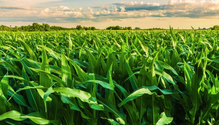 Colheita de milho safrinha no Centro-sul atinge 49% com Mato Grosso em fase decisiva