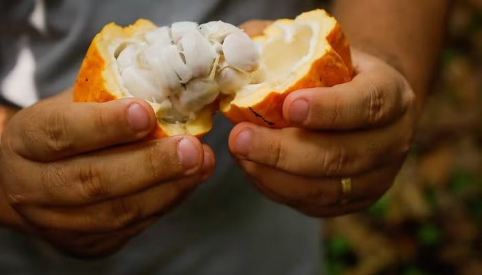 Cacau sintético: produtores rurais alertam para avanço de tecnologia em desenvolvimento