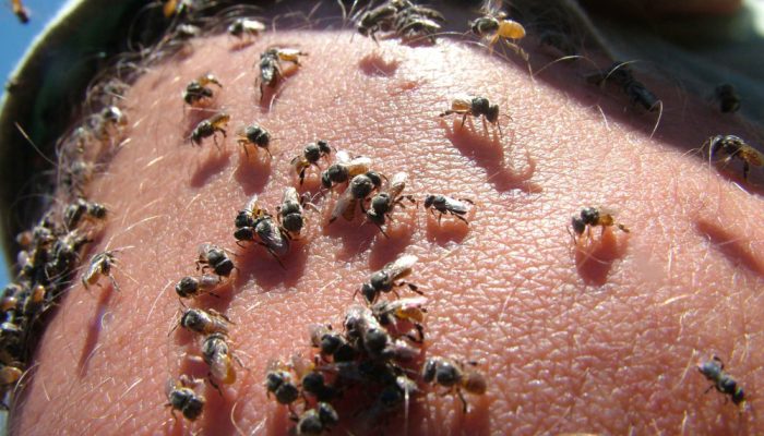 Marabá elabora protocolo integrado para ocorrências com enxames de abelhas em áreas urbanas