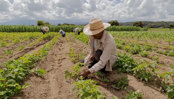 Guerras globais intensificam crise de energia e fertilizantes, elevando custos dos alimentos