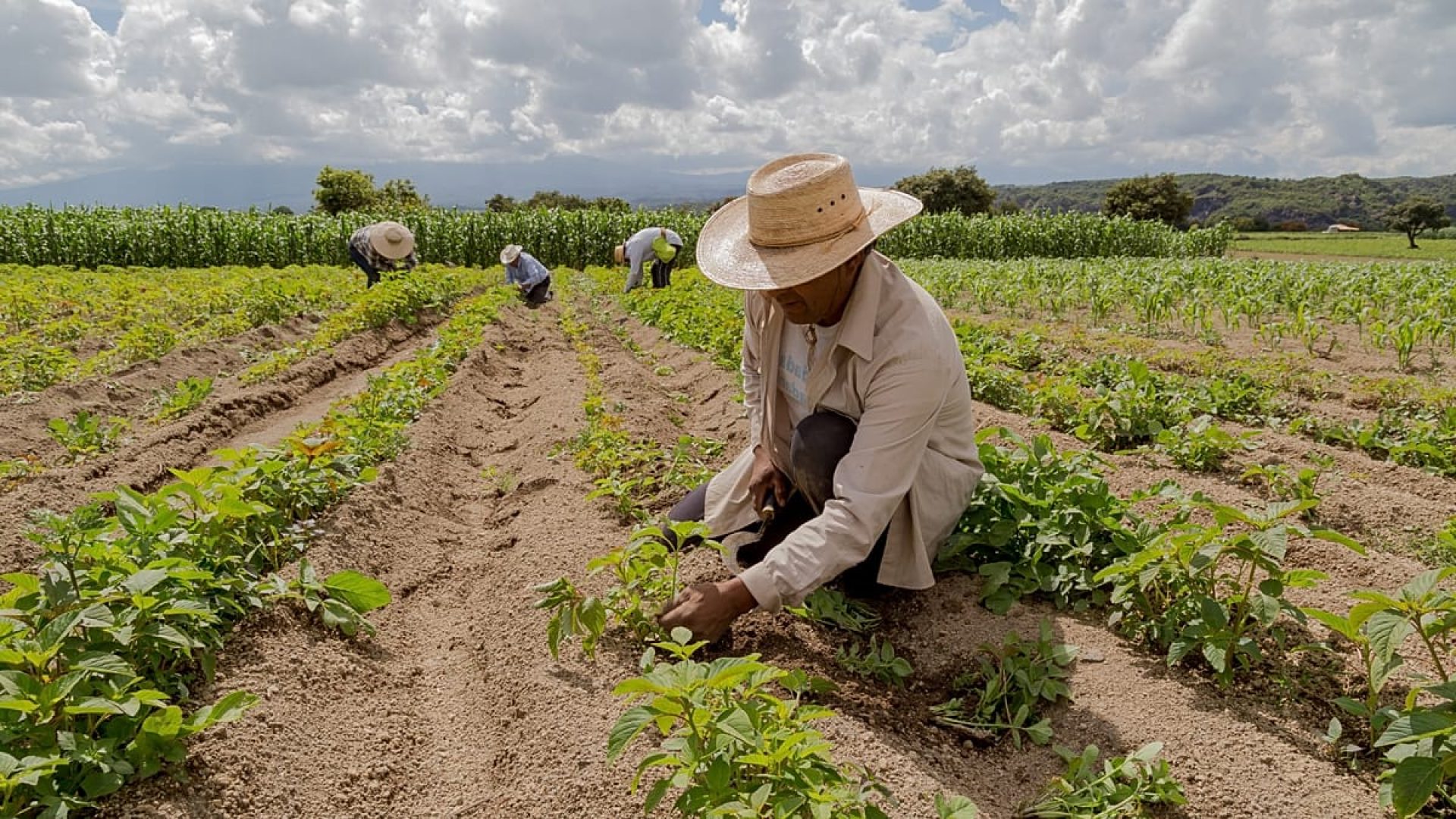 Guerras globais intensificam crise de energia e fertilizantes, elevando custos dos alimentos