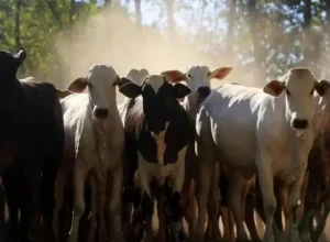 Agro do Pará ganha força no exterior, com São Félix do Xingu e Novo Repartimento puxando a pecuária