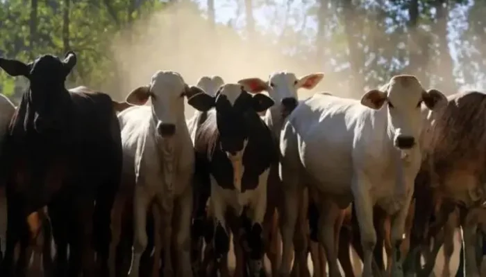 Agro do Pará ganha força no exterior, com São Félix do Xingu e Novo Repartimento puxando a pecuária