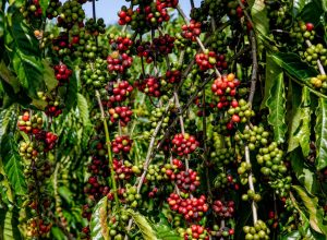 Progresso da colheita de café da Cooxupé alcança 47,3% nas áreas de Minas Gerais e São Paulo