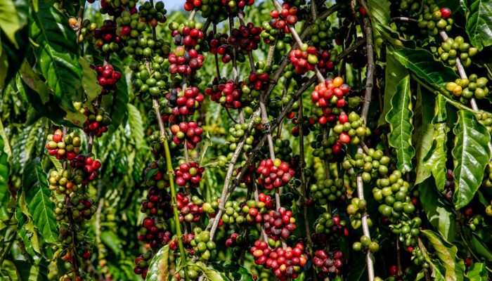 Progresso da colheita de café da Cooxupé alcança 47,3% nas áreas de Minas Gerais e São Paulo