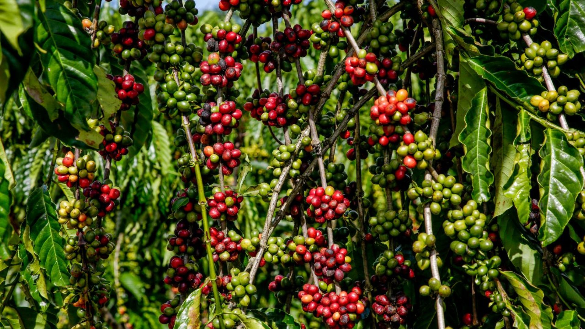 Progresso da colheita de café da Cooxupé alcança 47,3% nas áreas de Minas Gerais e São Paulo