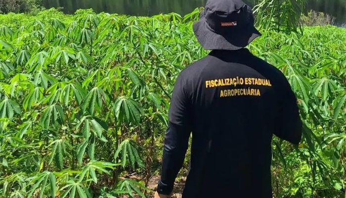 Meta de rastreabilidade do Pará exige que cada agente identifique mais de 60 bois por dia