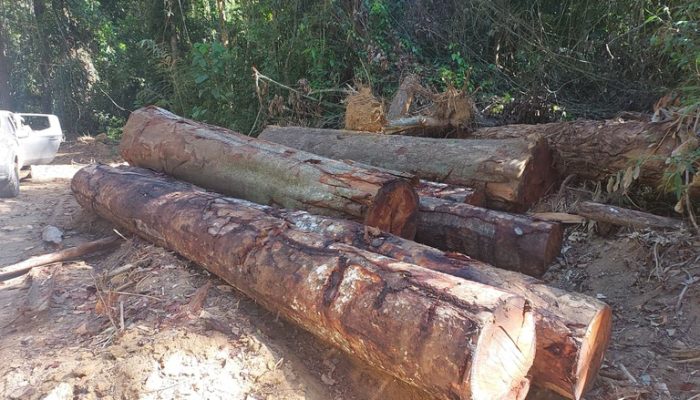 Operação Ukarãngmã: PF combate exploração ilegal de madeira em terra indígena no Pará
