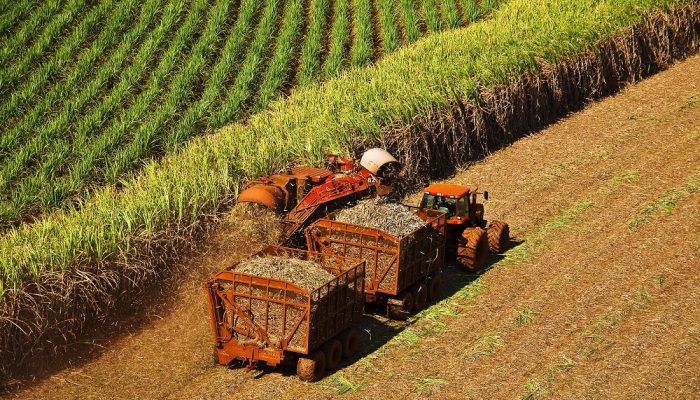 Paradas na moagem de cana geram prejuízos milionários e impulsionam busca por digitalização