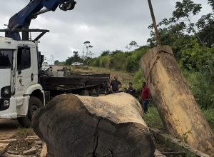 Ponte na zona rural de Altamira cede com caminhão de toras e interrompe tráfego