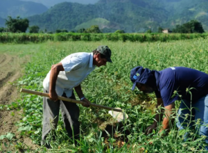Produtores rurais do Pará poderão renegociar dívidas com condições especiais